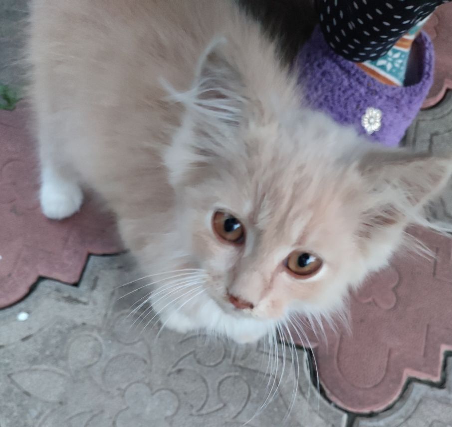 Милий котик :)