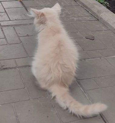 Милий котик :)