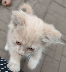 Милий котик :)