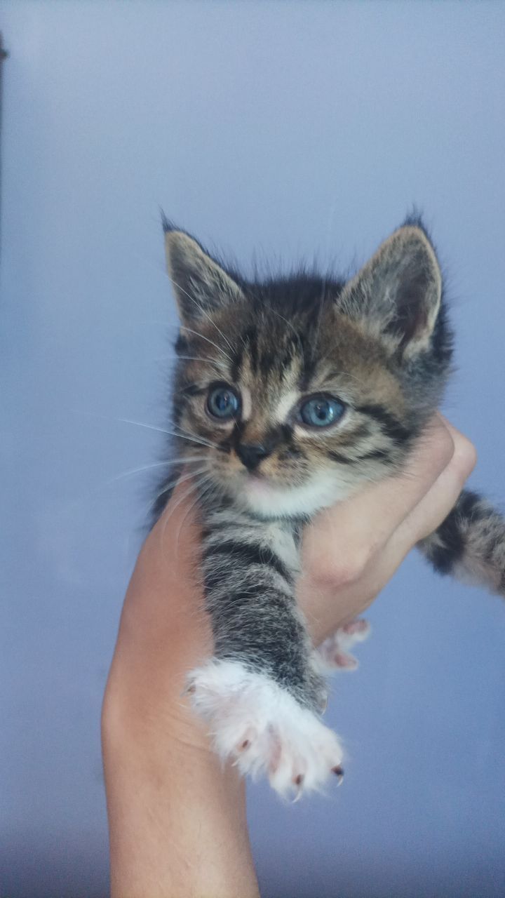 Ищем дом для котёнка 🐾