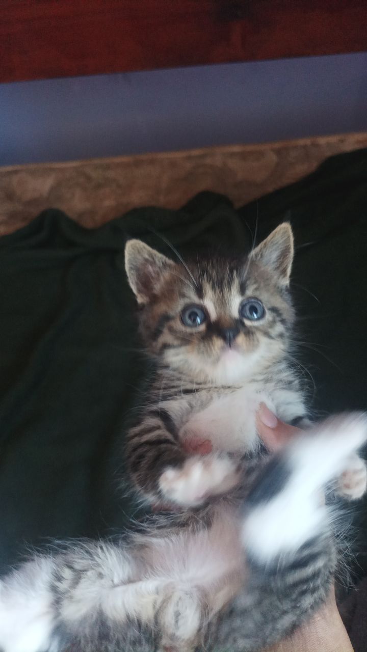 Ищем дом для котёнка 🐾
