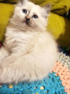Кошенята невські маскарадні