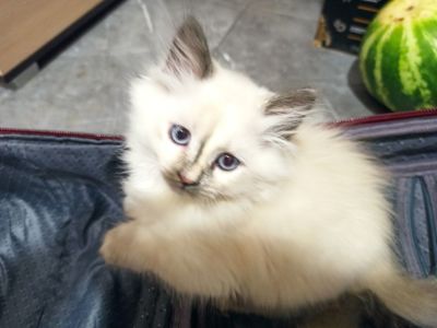 Кошенята невські маскарадні