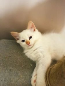 Кошенята невські маскарадні