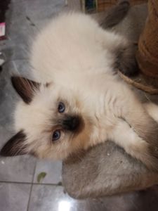 Кошенята невські маскарадні