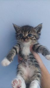Ищем дом для котёнка 🐾