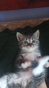 Ищем дом для котёнка 🐾
