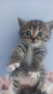 Котёнок Гуччи ищет дом 🐾