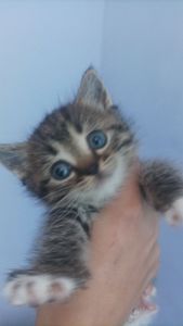 Котёнок Гуччи ищет дом 🐾