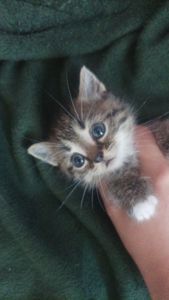 Котёнок Гуччи ищет дом 🐾