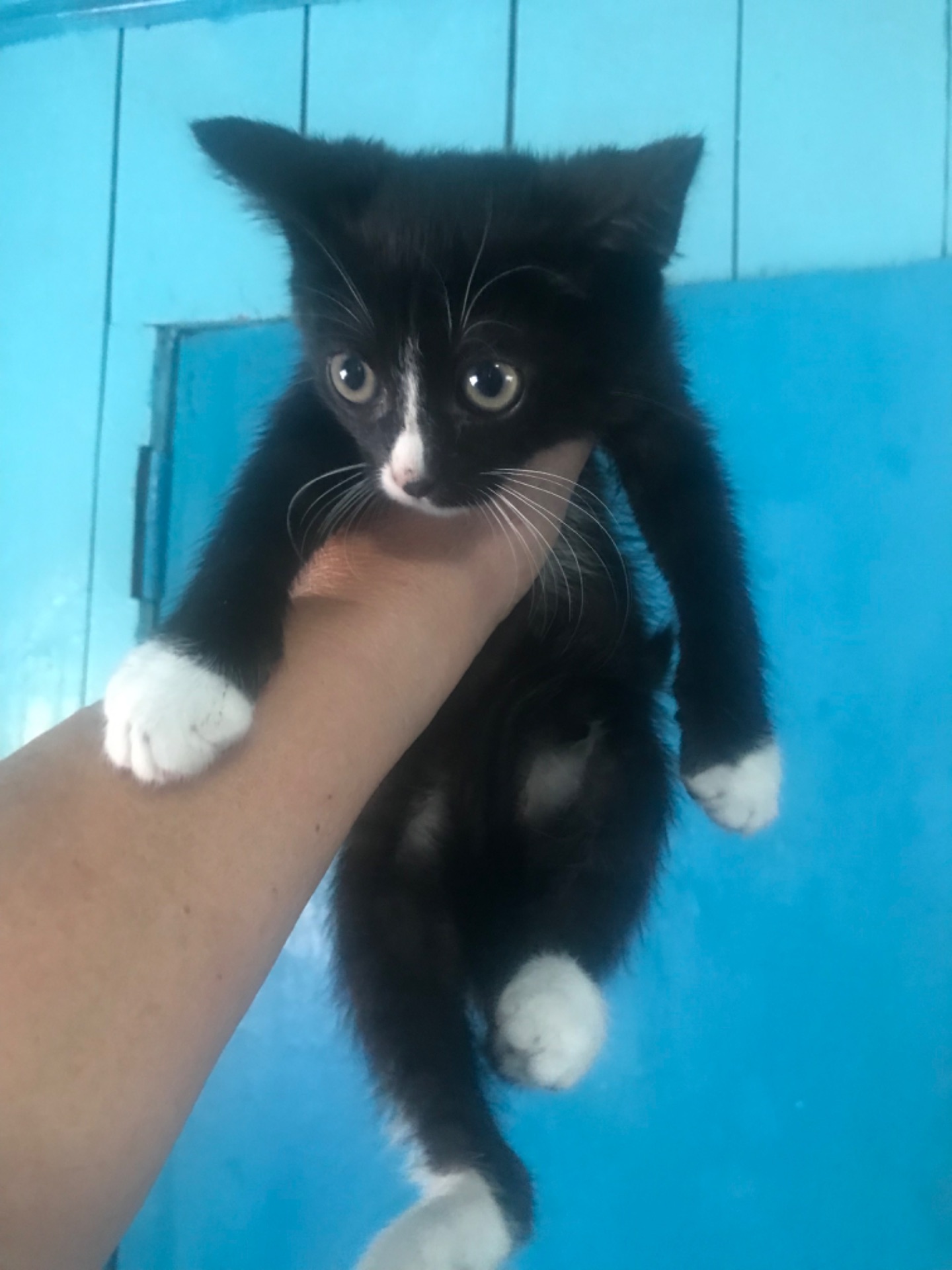 Кошенята, 2 місяці, кішечки і котики
