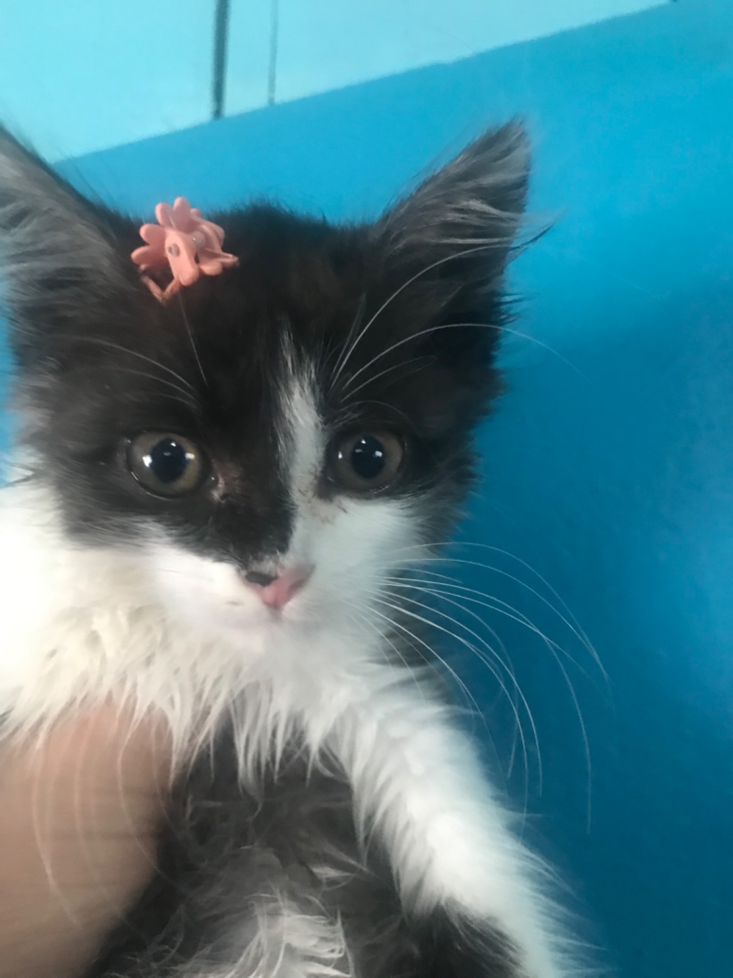 Кошенята, 2 місяці, кішечки і котики