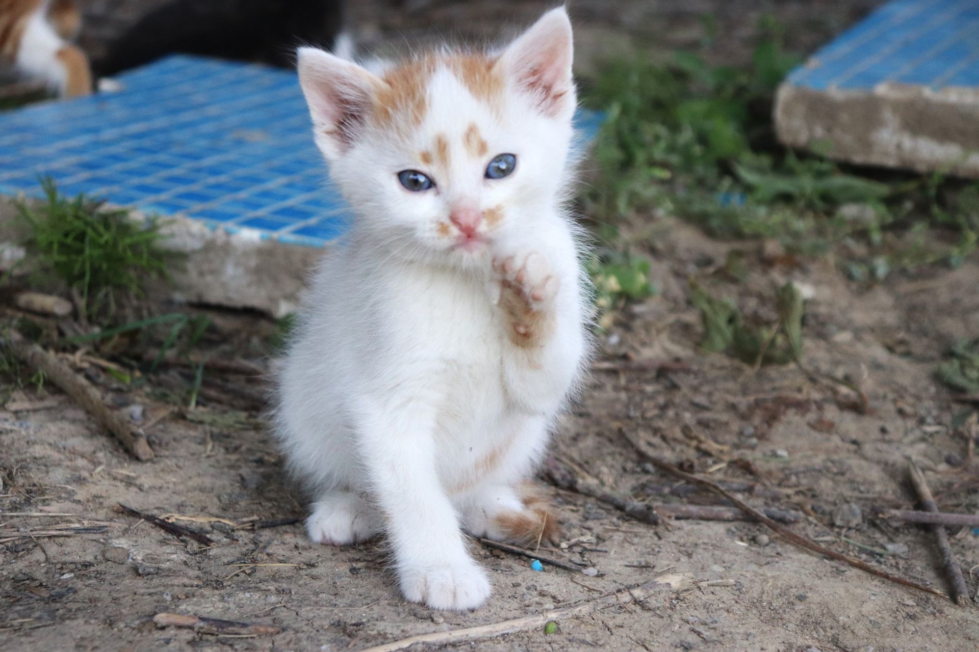 Дарую кошенят