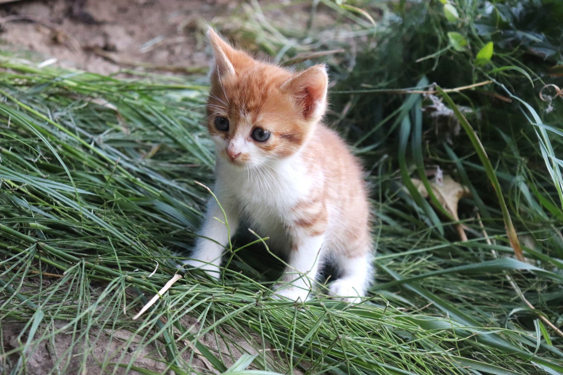 Дарую кошенят