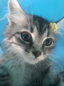 Кошеня, хлопчик, 2 місяці