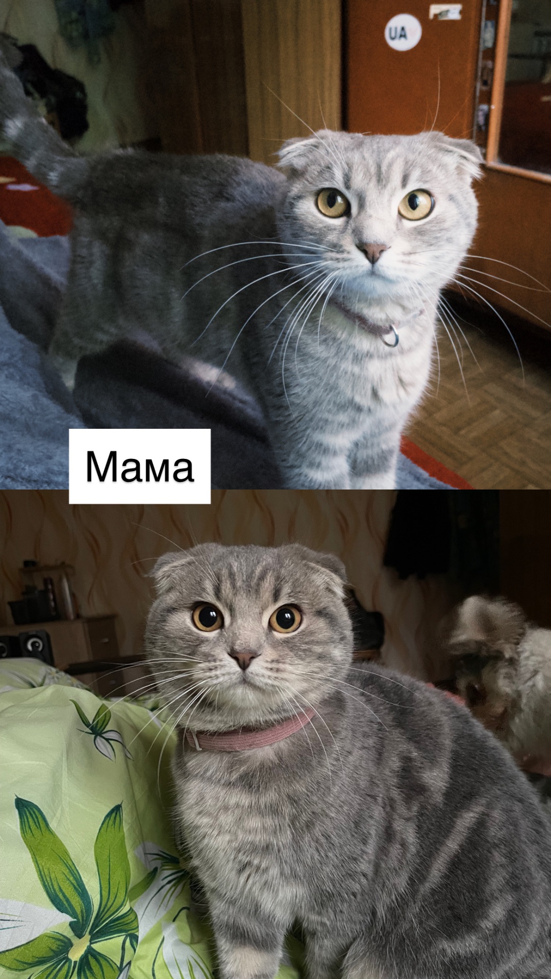 Шотландські кошенята