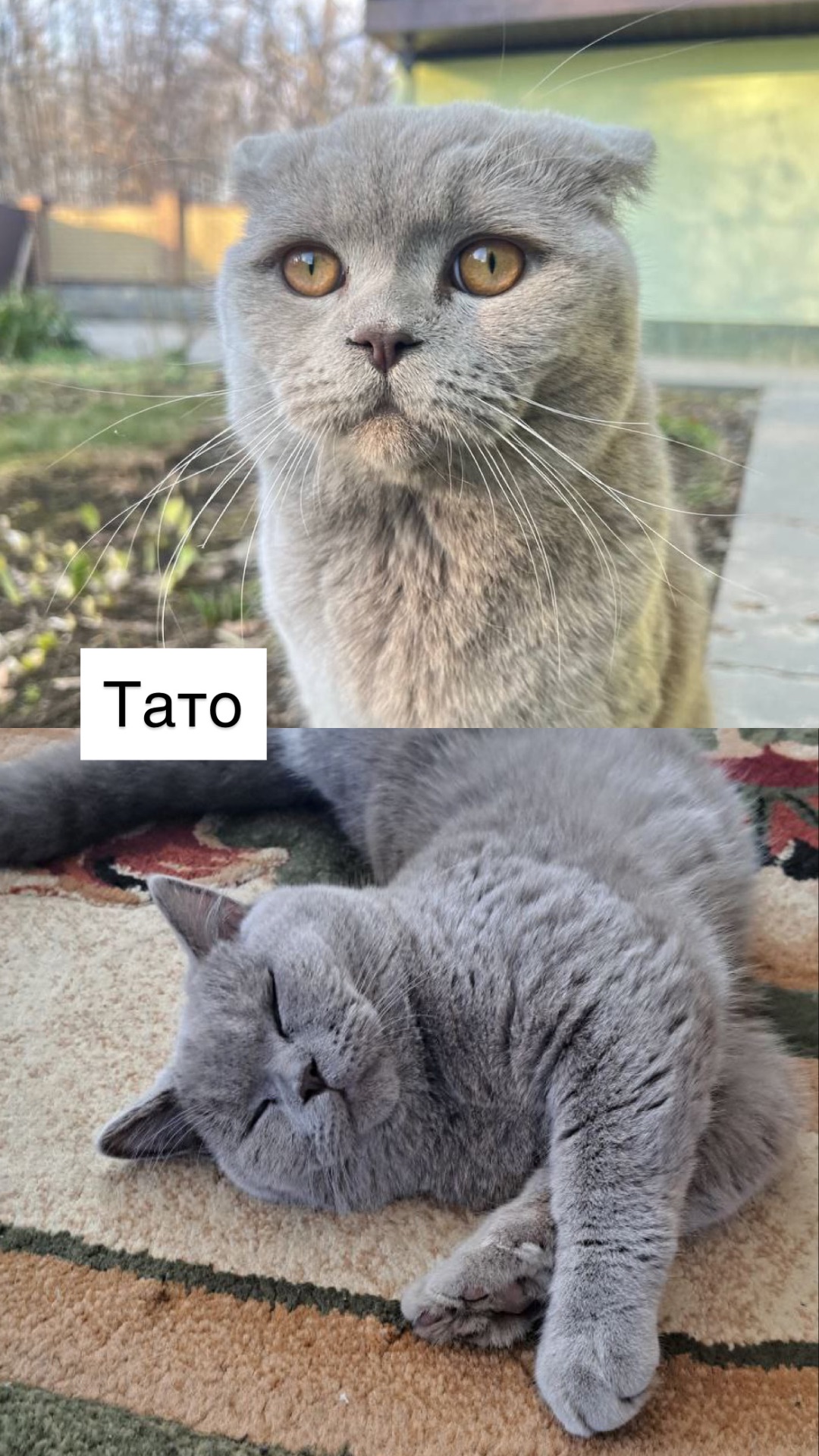 Шотландські кошенята
