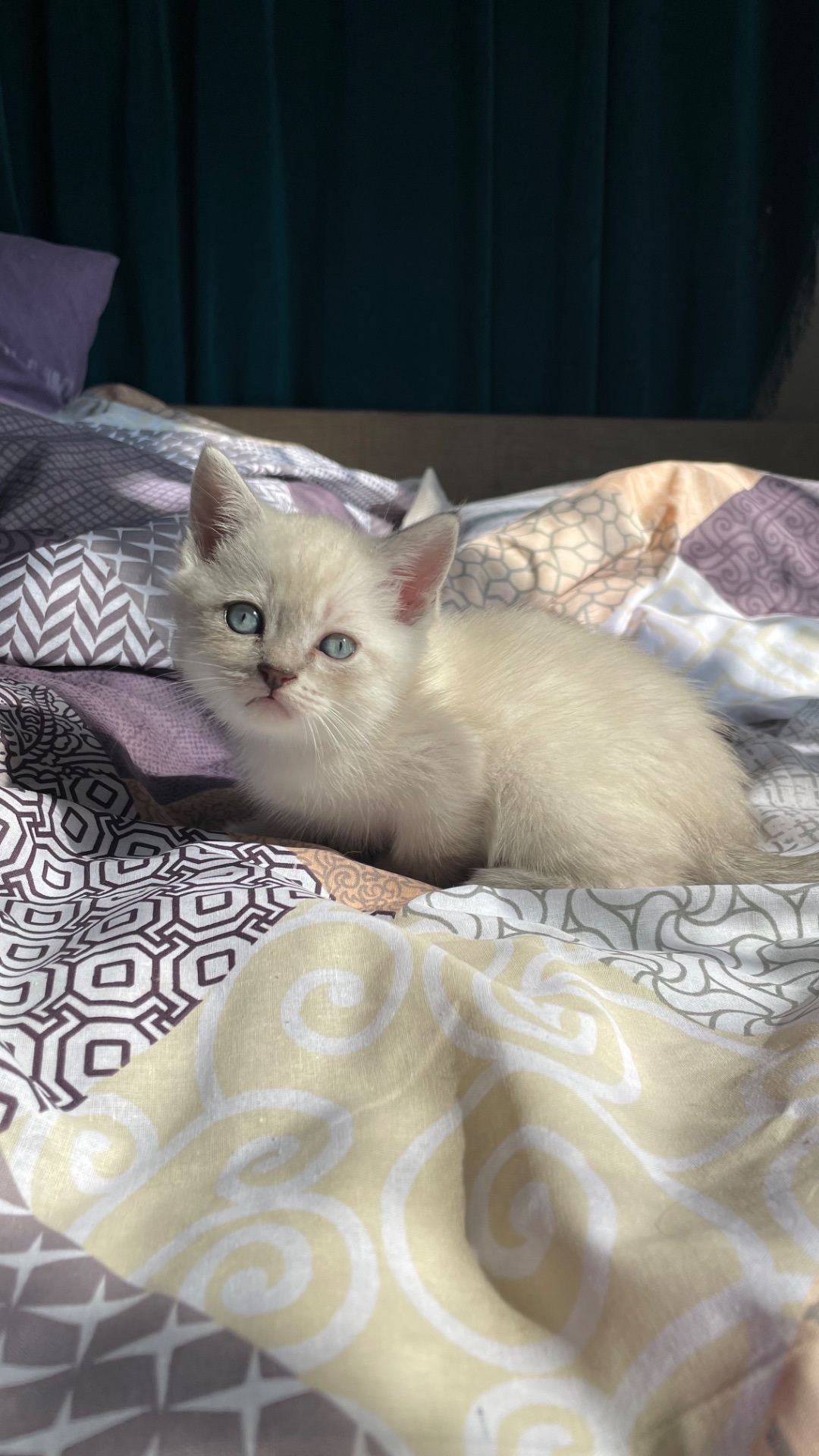 Шотландські кошенята