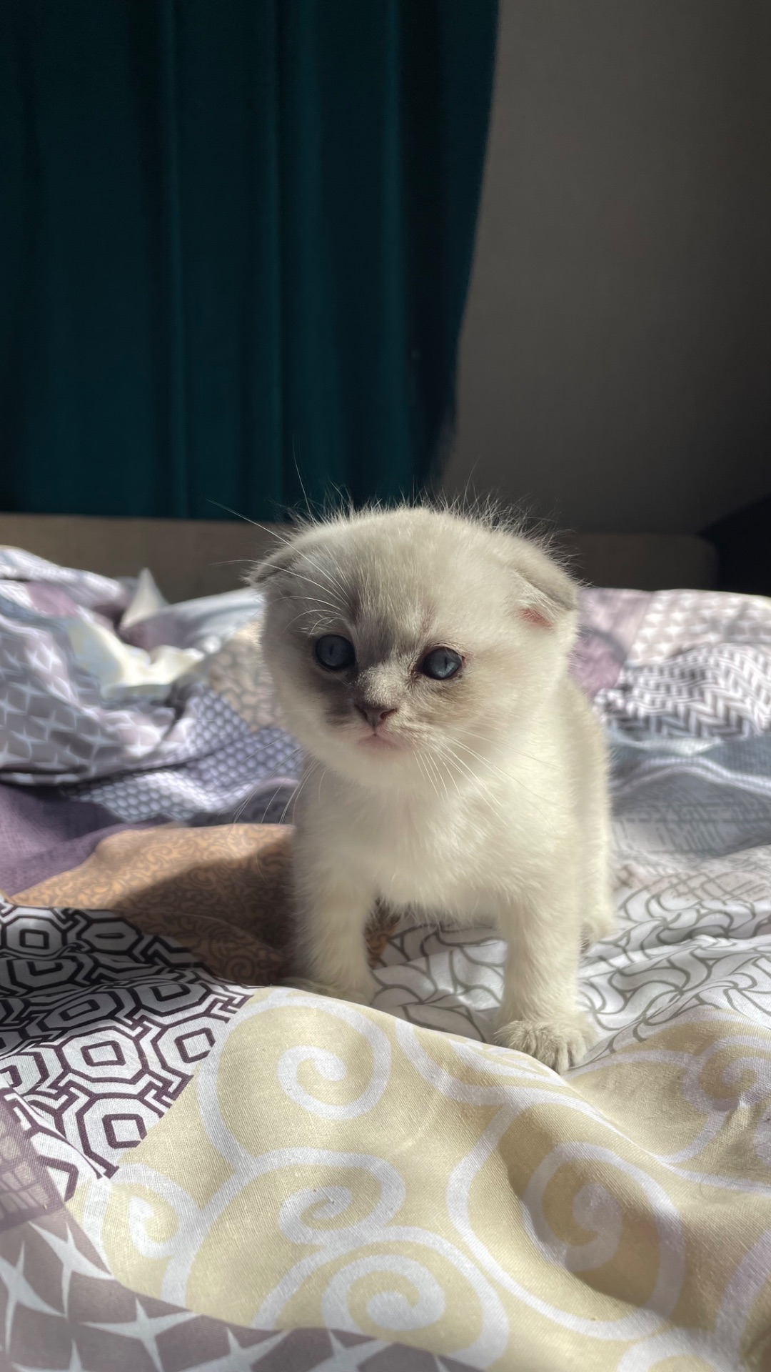 Шотландські кошенята