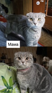Шотландські кошенята
