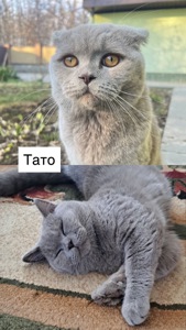 Шотландські кошенята