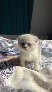 Шотландські кошенята