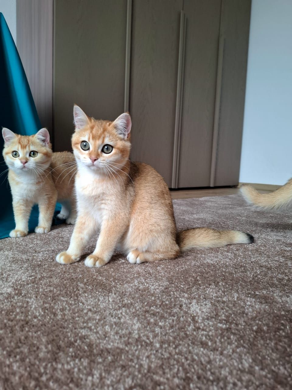Кошенята