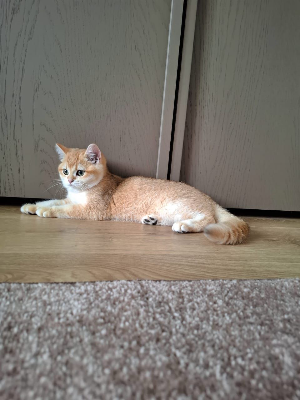 Кошенята