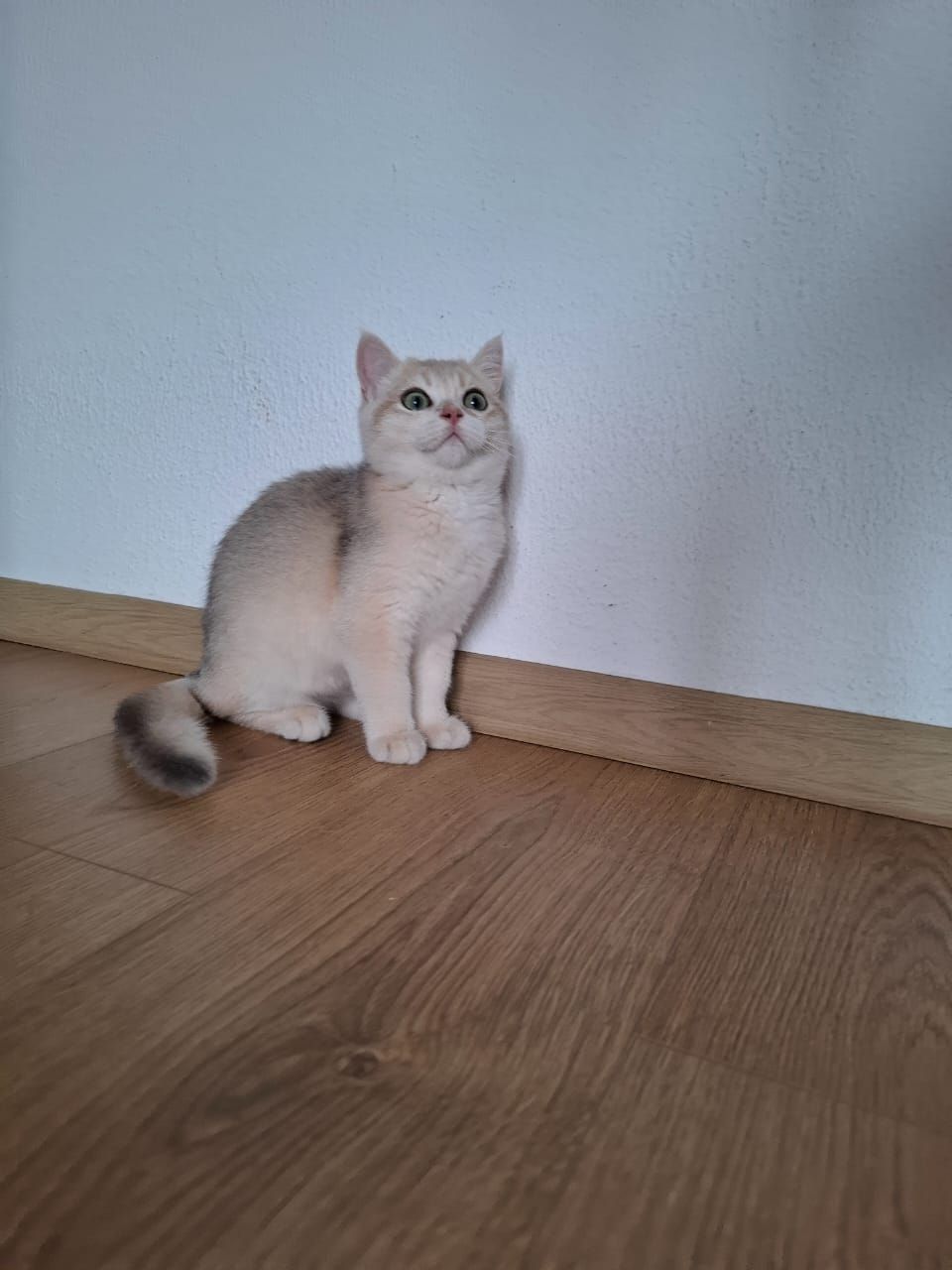 Кошенята