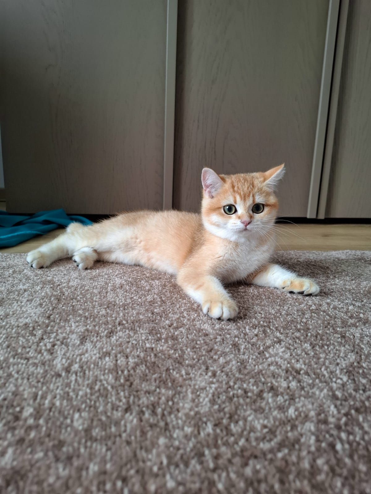 Кошенята