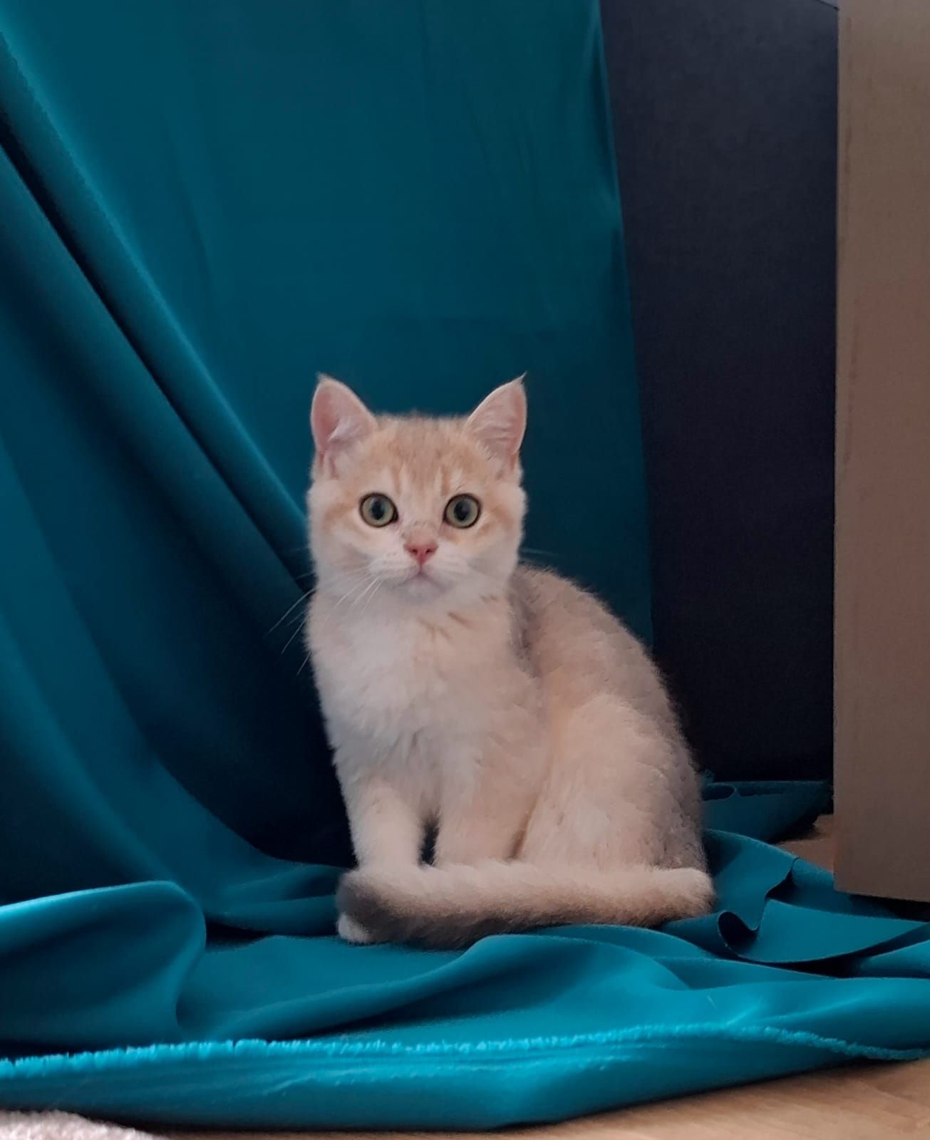 Кошенята