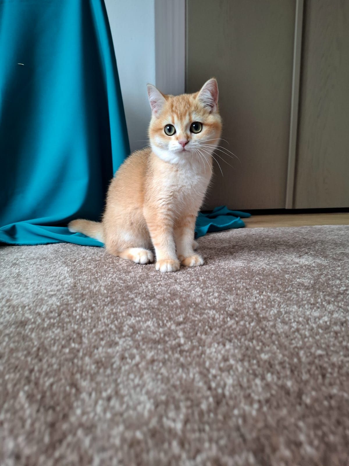 Кошенята