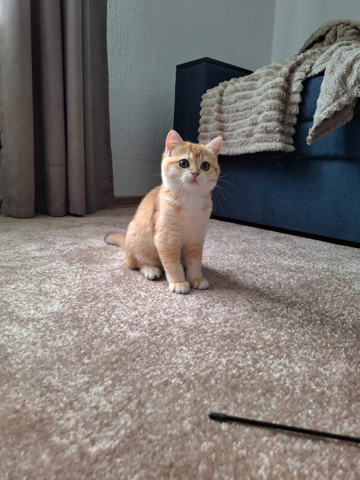 Кошенята