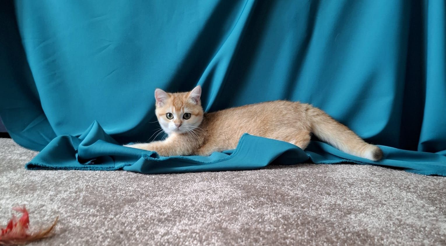 Кошенята
