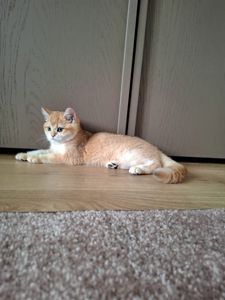 Кошенята