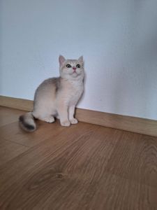 Кошенята