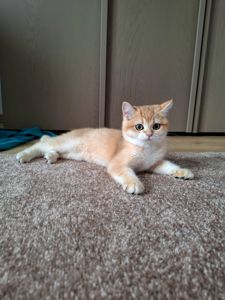 Кошенята