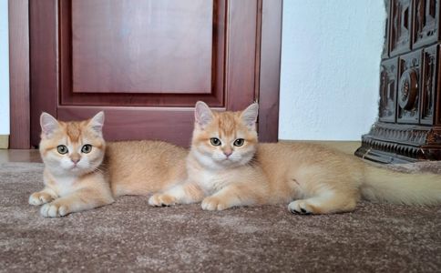 Кошенята