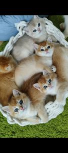 Кошенята