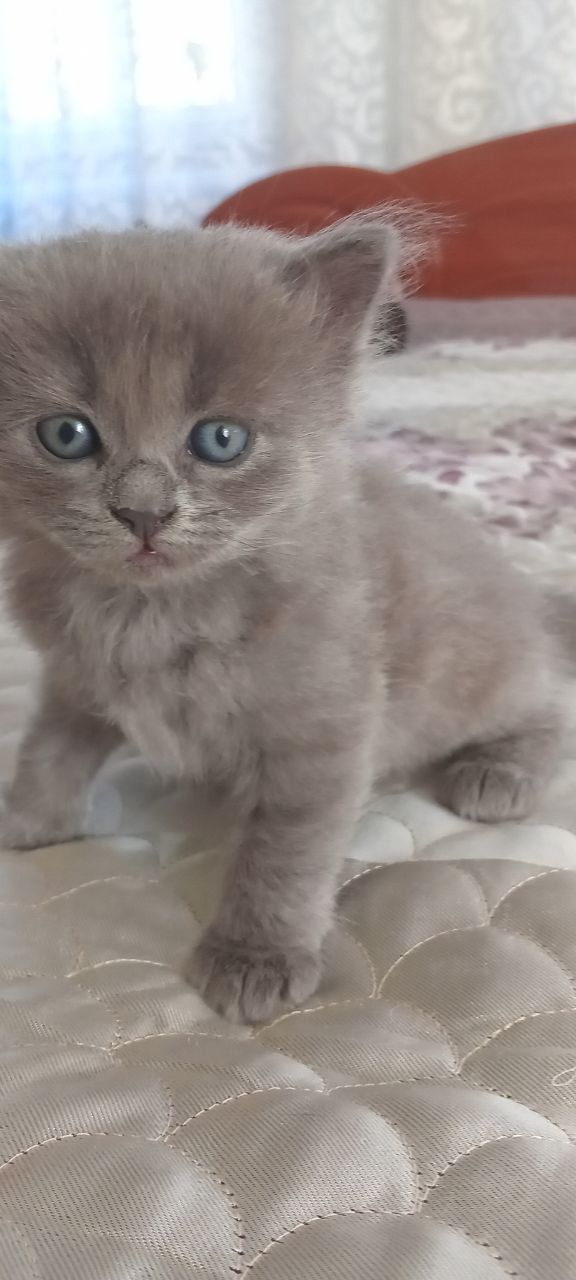 Кошенята в хороші руки