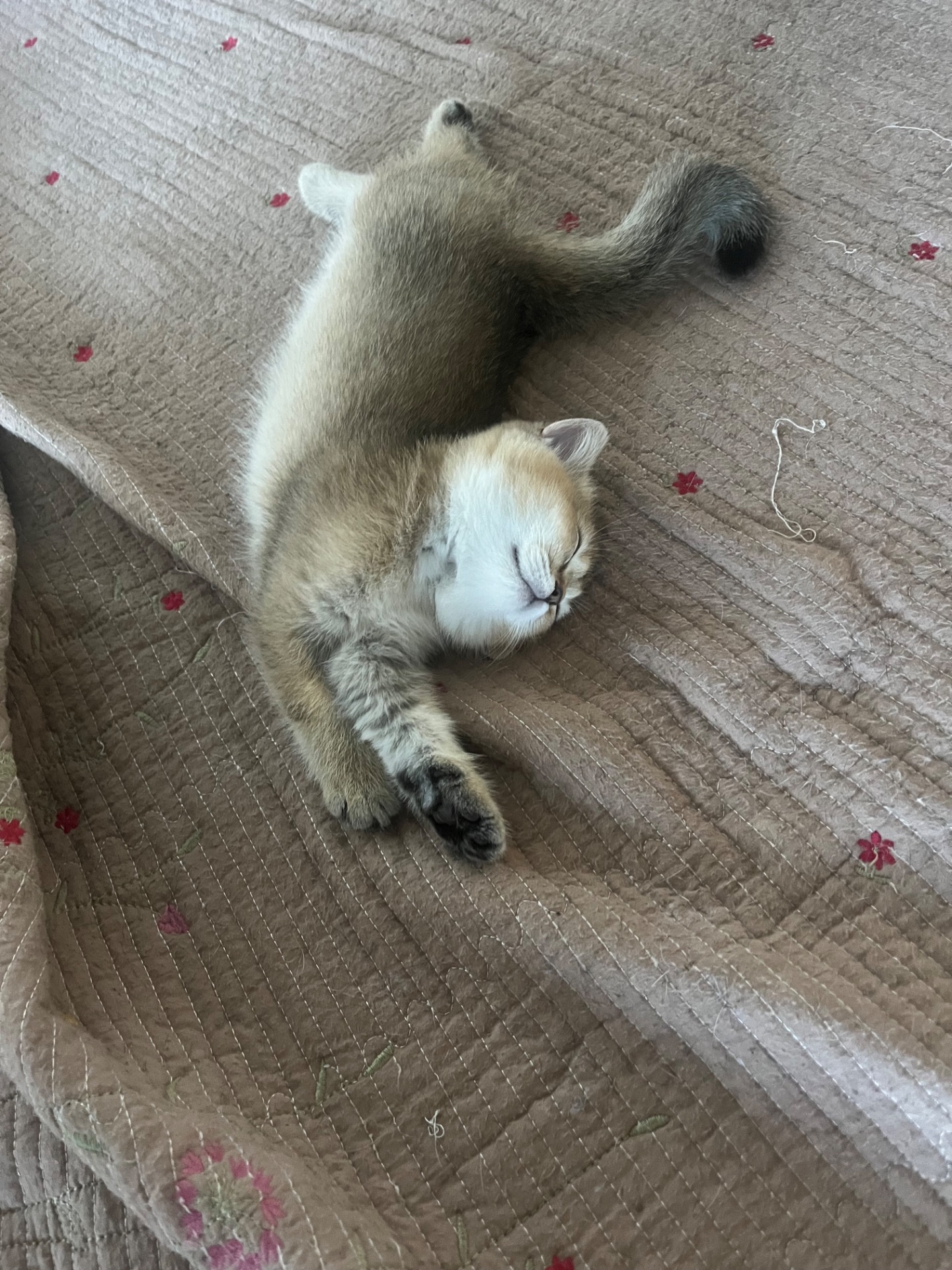 Кошечка от прекрасной пары