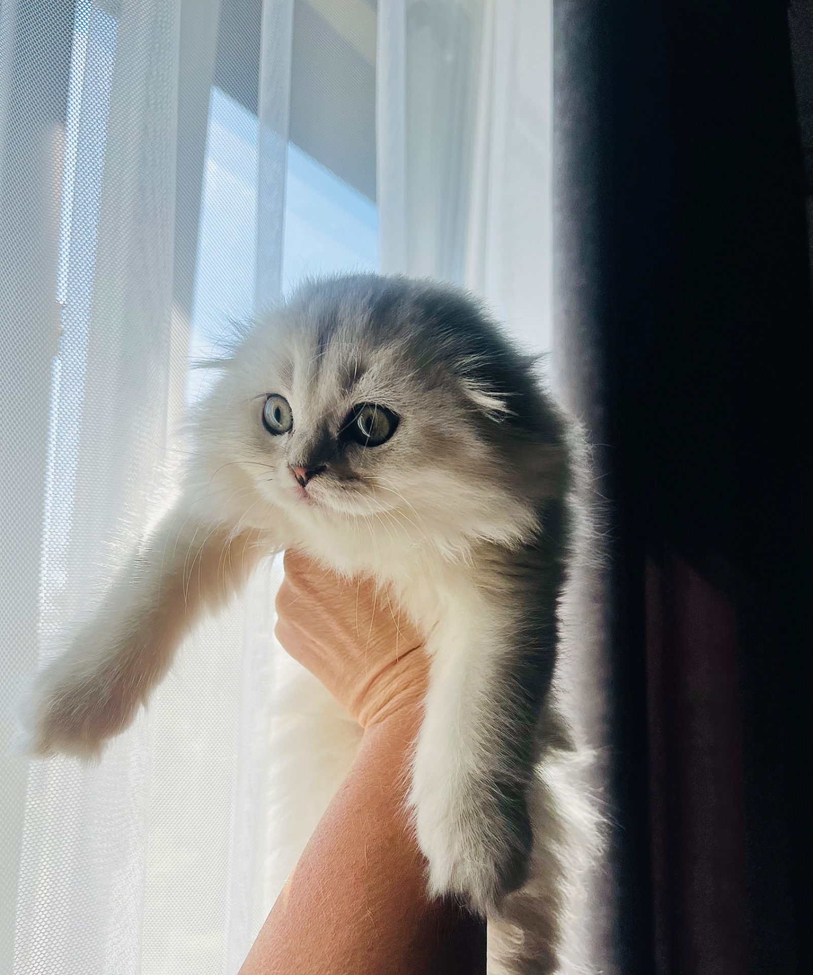 Кошечка от прекрасной пары