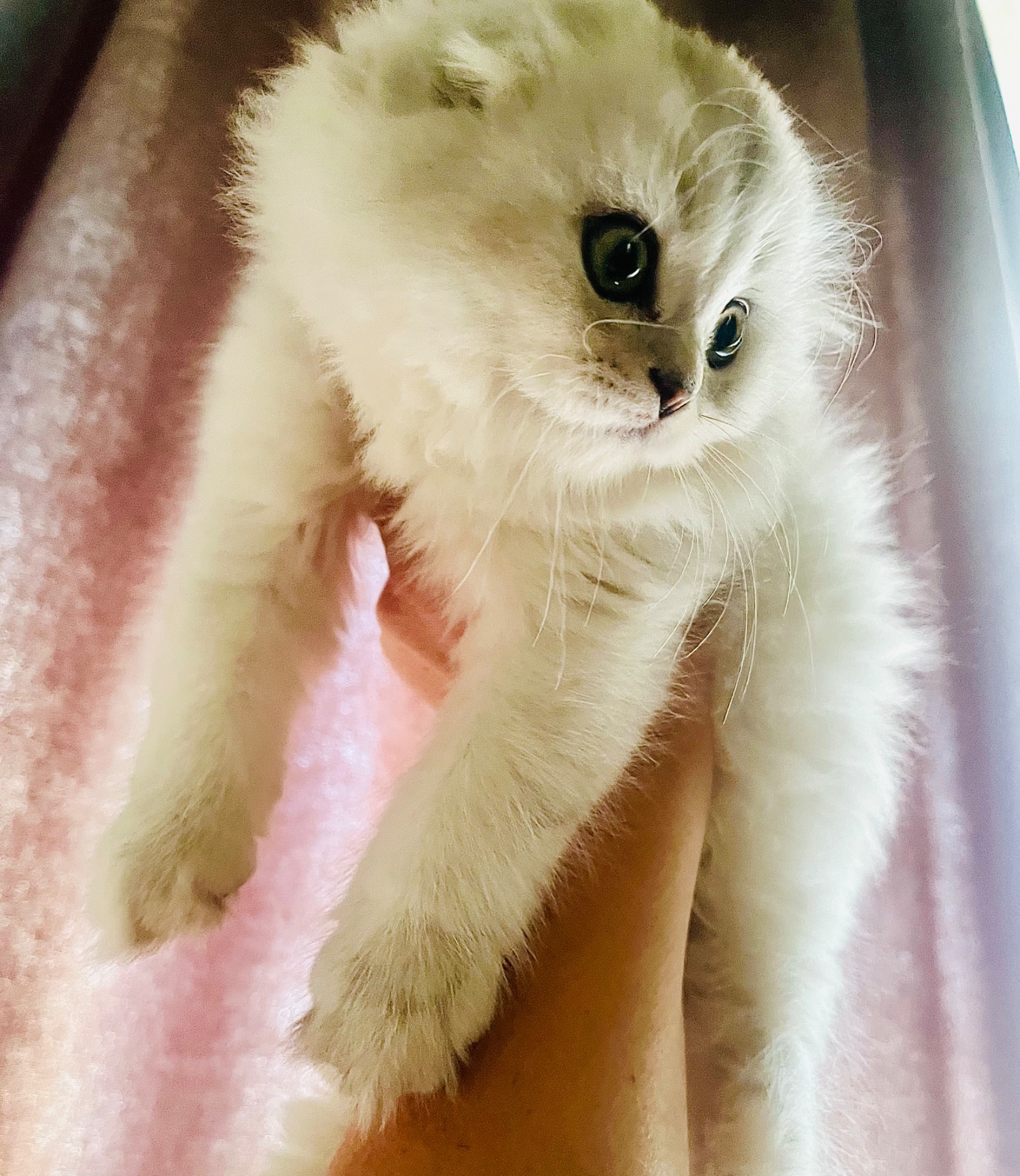 Кошечка от прекрасной пары