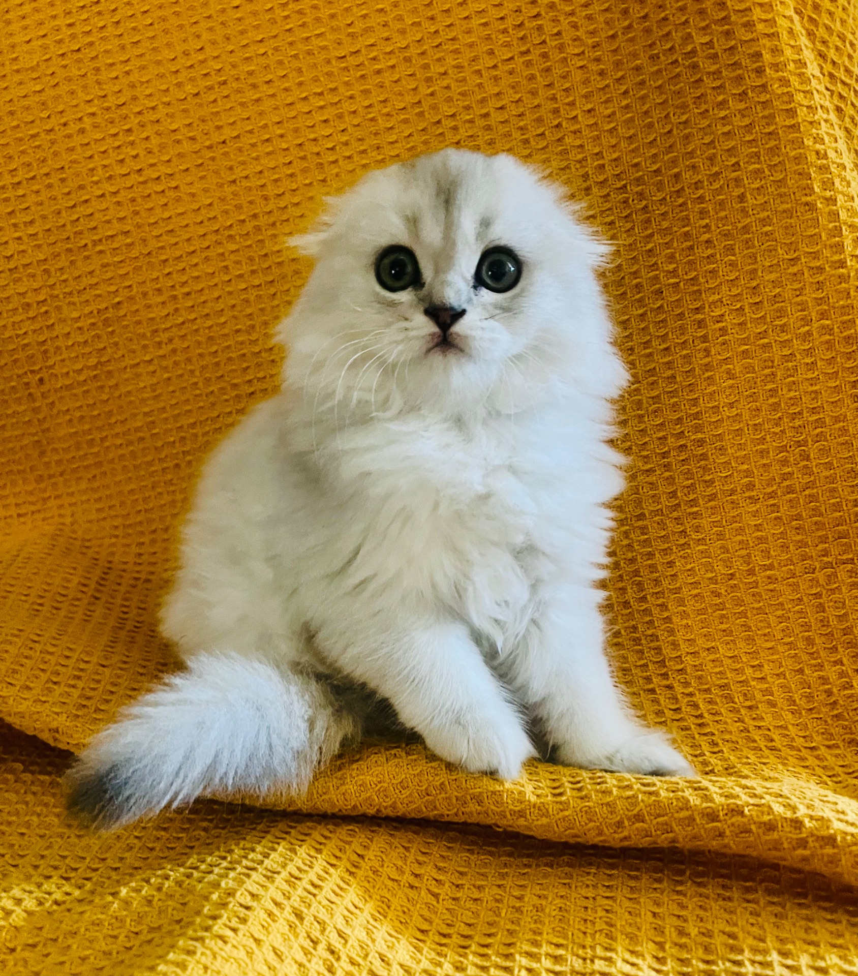 Кошечка от прекрасной пары