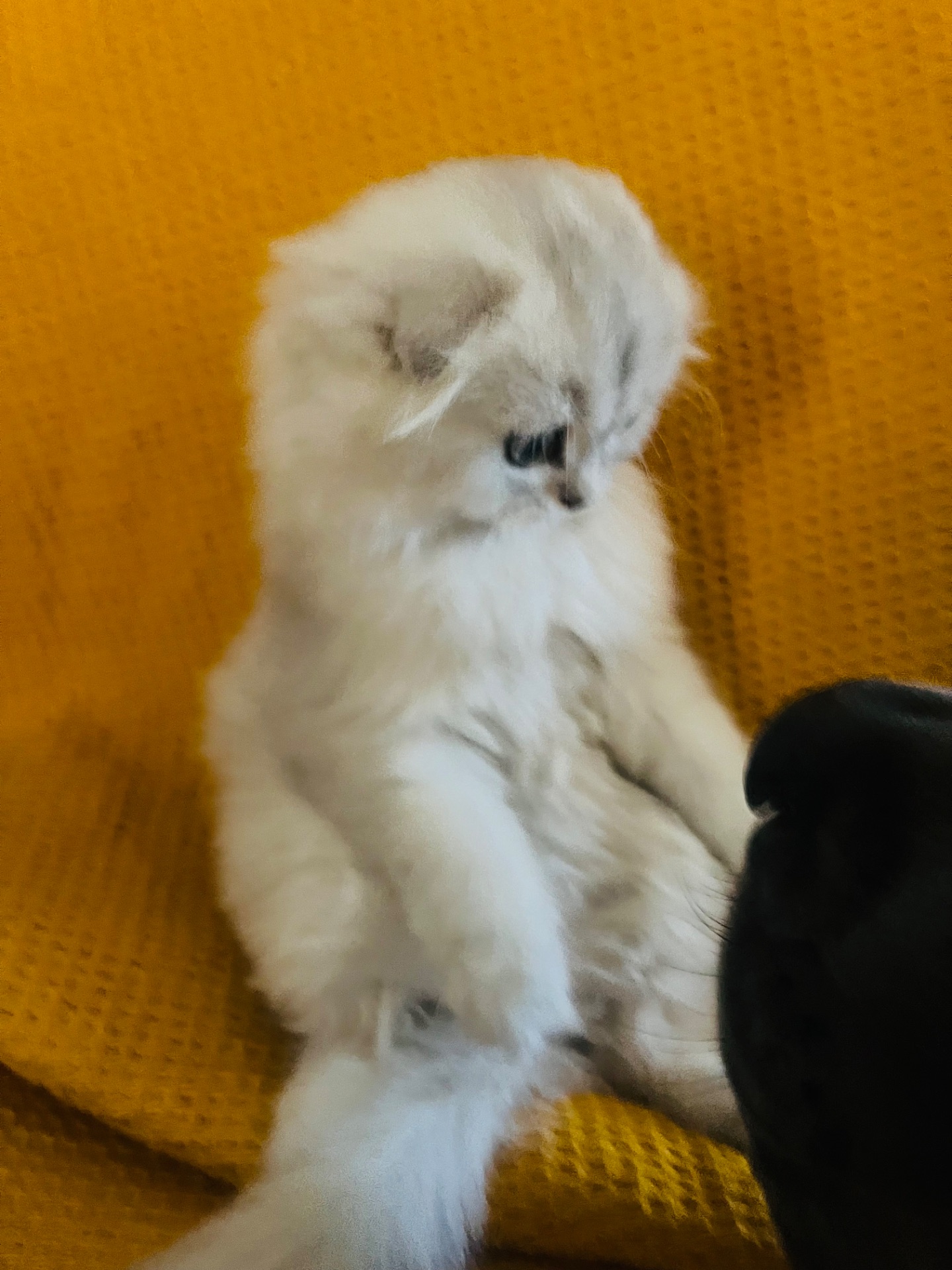 Кошечка от прекрасной пары
