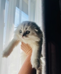 Кошечка от прекрасной пары