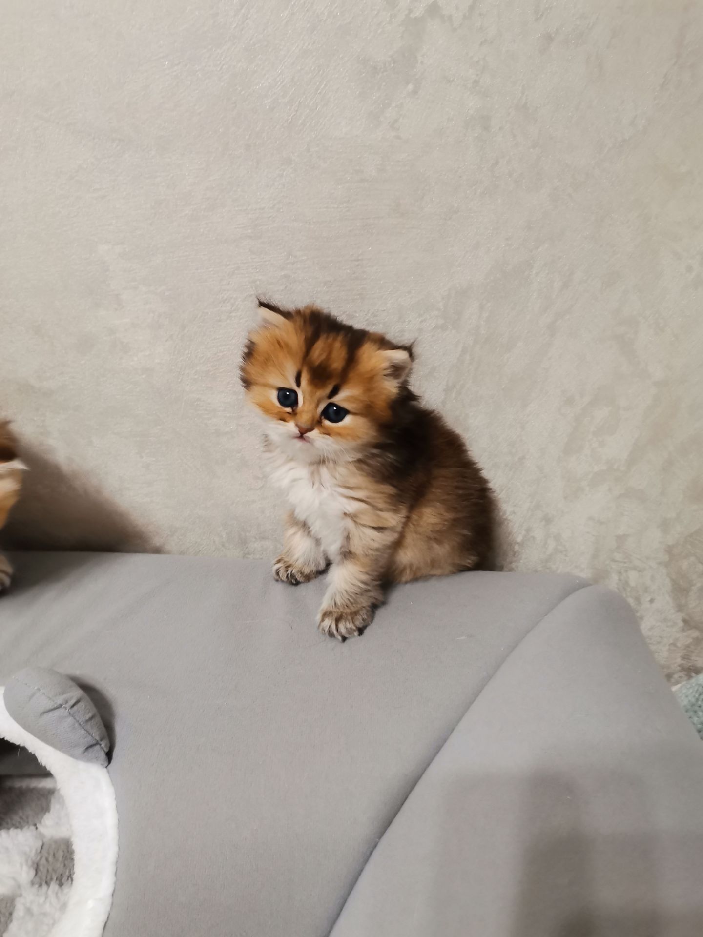 Кошенята дівчинка Аля