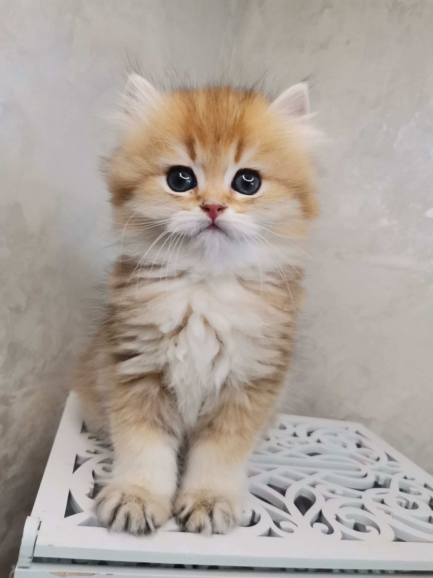 Кошеня британська золота шиншила довгошерстна