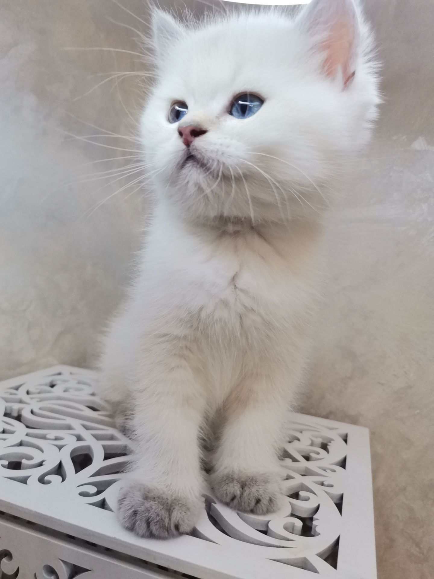 Кошенята в окрасі пойнт.