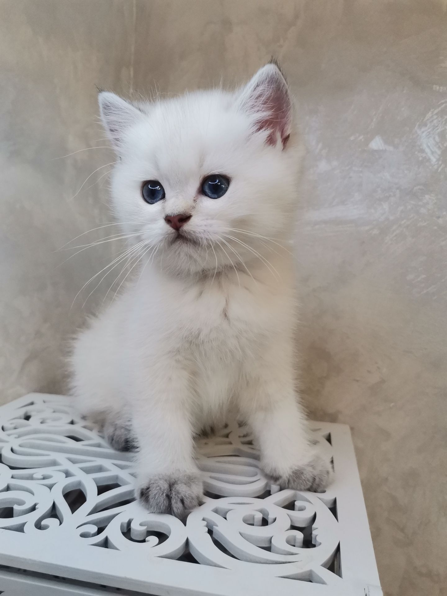 Кошенята в окрасі пойнт.